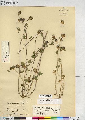  (Trifolium dichotomum - CCDB-23325-A05)  @11 [ ] CreativeCommons - Attribution (2014) CBG Photography Group Centre for Biodiversity Genomics