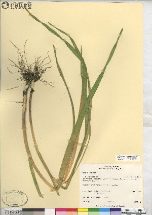  (Allium sativum - CCDB-23325-F04)  @11 [ ] CreativeCommons - Attribution (2014) CBG Photography Group Centre for Biodiversity Genomics