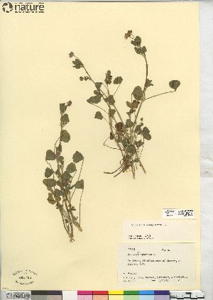  (Trifolium resupinatum - CCDB-23325-H06)  @11 [ ] CreativeCommons - Attribution (2014) CBG Photography Group Centre for Biodiversity Genomics