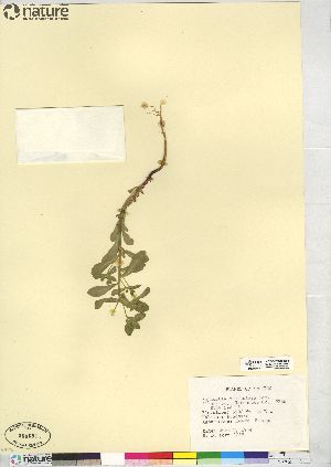  (Euphorbia spathulata - CCDB-23363-B03)  @11 [ ] CreativeCommons - Attribution (2014) CBG Photography Group Centre for Biodiversity Genomics
