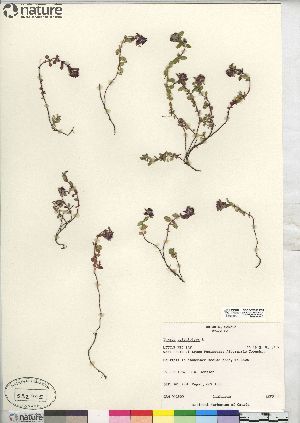  (Thymus pulegioides - CCDB-23363-E05)  @11 [ ] CreativeCommons - Attribution (2014) CBG Photography Group Centre for Biodiversity Genomics