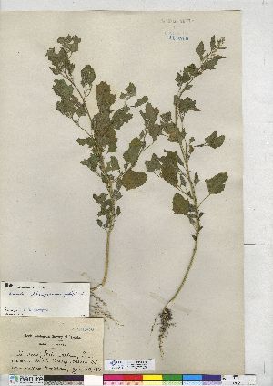  (Chenopodium opulifolium - CCDB-24918-A02)  @11 [ ] CreativeCommons - Attribution (2014) CMN/BIO Photography Group Canadian Museum of Nature