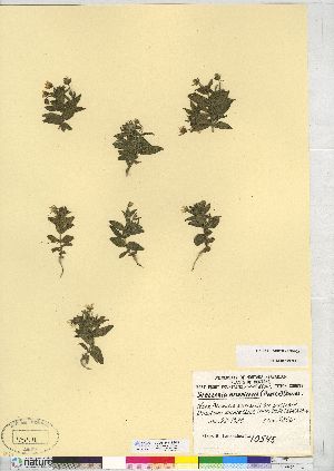  (Stellaria americana - CCDB-24918-B03)  @11 [ ] CreativeCommons - Attribution (2014) CMN/BIO Photography Group Canadian Museum of Nature