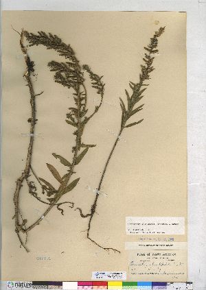  (Oenothera clelandii - CCDB-24918-B09)  @11 [ ] CreativeCommons - Attribution (2014) CMN/BIO Photography Group Canadian Museum of Nature