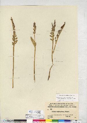  (Botrychium acuminatum - CCDB-24918-B12)  @11 [ ] CreativeCommons - Attribution (2014) CMN/BIO Photography Group Canadian Museum of Nature