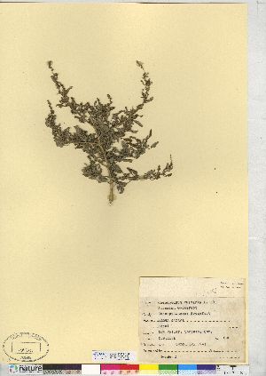  (Chenopodium vulvaria - CCDB-24918-E03)  @11 [ ] CreativeCommons - Attribution (2014) CMN/BIO Photography Group Canadian Museum of Nature