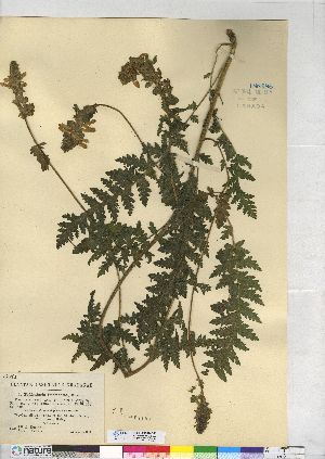  (Pedicularis furbishiae - CCDB-24918-G12)  @11 [ ] CreativeCommons - Attribution (2014) CMN/BIO Photography Group Canadian Museum of Nature