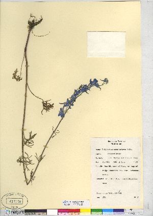  (Delphinium carolinianum subsp. virescens - CCDB-24918-H06)  @11 [ ] CreativeCommons - Attribution (2014) CMN/BIO Photography Group Canadian Museum of Nature