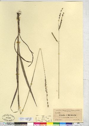  (Paspalum racemosum - CCDB-24918-H09)  @11 [ ] CreativeCommons - Attribution (2014) CMN/BIO Photography Group Canadian Museum of Nature