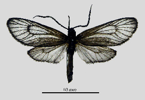  (Illiberis wuzhiensis - MOBE156)  @11 [ ] by-nc-sa (2020) B. Mollet Unspecified