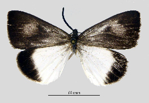  (Arbudas bicolor - MOBE181)  @11 [ ] by-nc-sa (2020) B. Mollet Unspecified