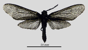  (Hedina bispinosa - MOBE1_302)  @11 [ ] by-nc-sa (2020) B. Mollet Unspecified