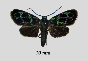  (Clelea sapphirina - MOBE1_391)  @11 [ ] by-nc-sa (2020) B, Mollet Unspecified