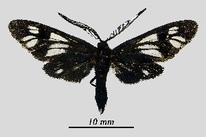  (Phacusa properta - MOBE1_392)  @11 [ ] by-nc-sa (2020) B, Mollet Unspecified