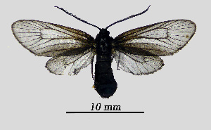  ( - MOBE1_393)  @11 [ ] by-nc-sa (2020) B, Mollet Unspecified