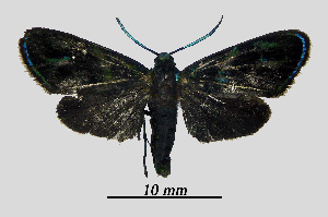  (Clelea cyanescens - MOBE1_394)  @11 [ ] by-nc-sa (2020) B, Mollet Unspecified