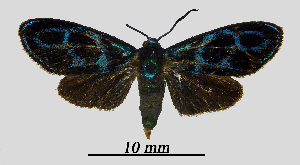  ( - MOBE1_395)  @11 [ ] by-nc-sa (2020) B, Mollet Unspecified