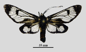  ( - MOBE1_398)  @11 [ ] by-nc-sa (2020) B, Mollet Unspecified