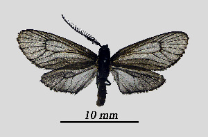  ( - MOBE1_399)  @11 [ ] by-nc-sa (2020) B, Mollet Unspecified
