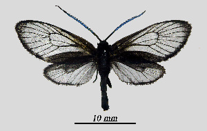  (Illiberis inermis - MOBE1_400)  @11 [ ] by-nc-sa (2020) B, Mollet Unspecified