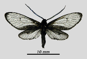  ( - MOBE1_401)  @11 [ ] by-nc-sa (2020) B, Mollet Unspecified