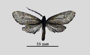  ( - MOBE1_402)  @11 [ ] by-nc-sa (2020) B, Mollet Unspecified