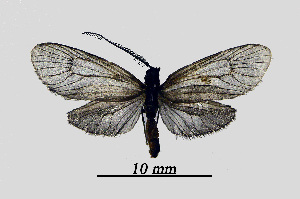  ( - MOBE1_403)  @11 [ ] by-nc-sa (2020) B, Mollet Unspecified