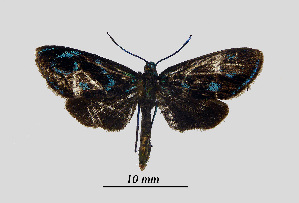  ( - MOBE1_406)  @11 [ ] by-nc-sa (2020) B, Mollet Unspecified