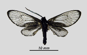  ( - MOBE1_412)  @11 [ ] by-nc-sa (2020) B, Mollet Unspecified