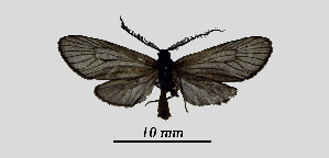  ( - MOBE1_414)  @11 [ ] by-nc-sa (2020) B, Mollet Unspecified