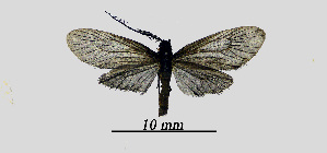  ( - MOBE1_415)  @11 [ ] by-nc-sa (2020) B, Mollet Unspecified