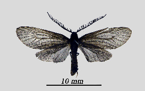  ( - MOBE1_416)  @11 [ ] by-nc-sa (2020) B, Mollet Unspecified