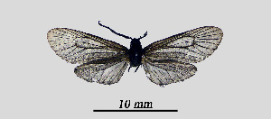  ( - MOBE1_417)  @11 [ ] by-nc-sa (2020) B, Mollet Unspecified