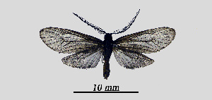  ( - MOBE1_418)  @11 [ ] by-nc-sa (2020) B, Mollet Unspecified