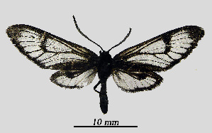  ( - MOBE1_419)  @11 [ ] by-nc-sa (2020) B, Mollet Unspecified