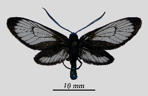  ( - MOBE1_421)  @11 [ ] by-nc-sa (2020) B, Mollet Unspecified