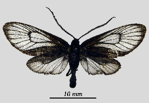  ( - MOBE1_423)  @11 [ ] by-nc-sa (2020) B, Mollet Unspecified