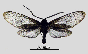  ( - MOBE1_424)  @11 [ ] by-nc-sa (2020) B, Mollet Unspecified