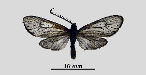  ( - MOBE1_427)  @11 [ ] by-nc-sa (2020) B, Mollet Unspecified