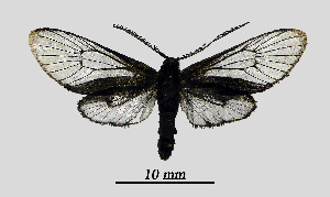  ( - MOBE1_432)  @11 [ ] by-nc-sa (2020) B, Mollet Unspecified