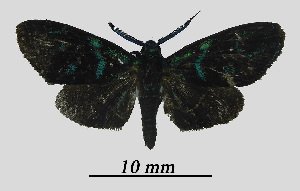  ( - MOBE1_434)  @11 [ ] by-nc-sa (2020) B, Mollet Unspecified