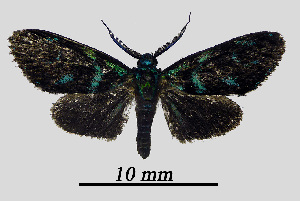  ( - MOBE1_435)  @11 [ ] by-nc-sa (2020) B, Mollet Unspecified