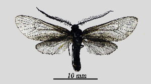  ( - MOBE1_436)  @11 [ ] by-nc-sa (2020) B, Mollet Unspecified
