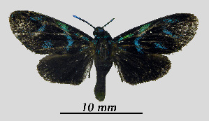  ( - MOBE1_438)  @11 [ ] by-nc-sa (2020) B, Mollet Unspecified