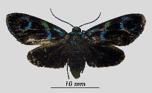  ( - MOBE1_439)  @11 [ ] by-nc-sa (2020) B, Mollet Unspecified