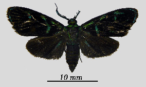  ( - MOBE1_440)  @11 [ ] by-nc-sa (2020) B, Mollet Unspecified