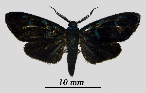  ( - MOBE1_441)  @11 [ ] by-nc-sa (2020) B, Mollet Unspecified