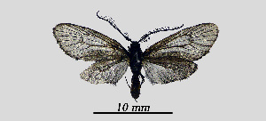  ( - MOBE1_443)  @11 [ ] by-nc-sa (2020) B, Mollet Unspecified