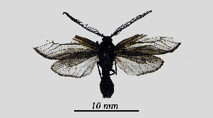  ( - MOBE1_447)  @11 [ ] by-nc-sa (2020) B, Mollet Unspecified