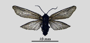  ( - MOBE1_448)  @11 [ ] by-nc-sa (2020) B, Mollet Unspecified